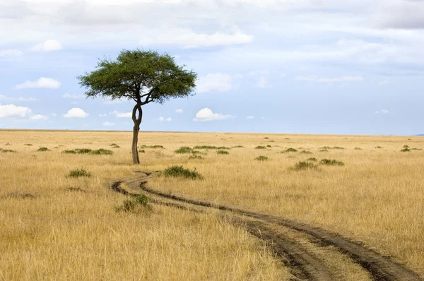 Masai mara — Fotografia de Stock