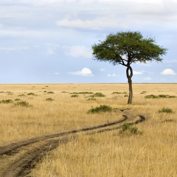Masaï mara — Photo