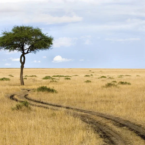 Masai mara — Foto Stock