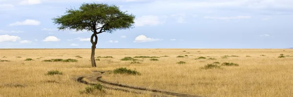 Masai Mara Ordförande — Stockfoto