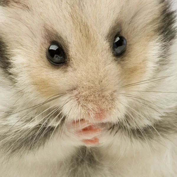 Hamster — Fotografia de Stock