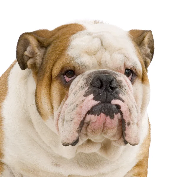 English Bulldog — Stock Photo, Image