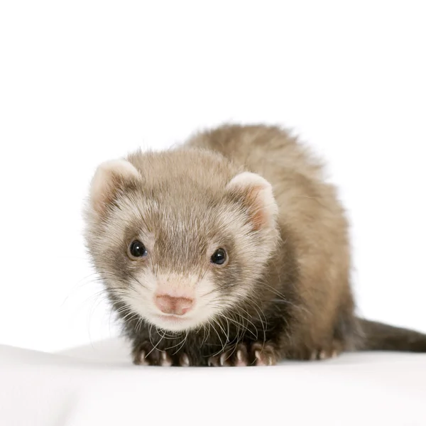 Young Ferret — Stock Photo, Image