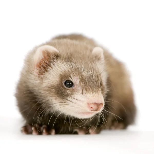 Young Ferret — Stock Photo, Image