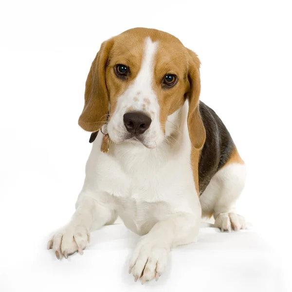 Kölyök beagle — Stock Fotó