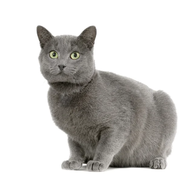 Chartreux — Stockfoto