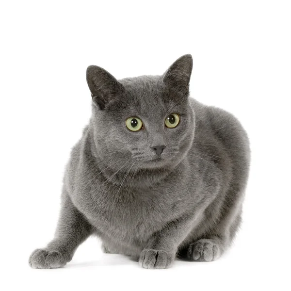 Chartreux — Stock Photo, Image