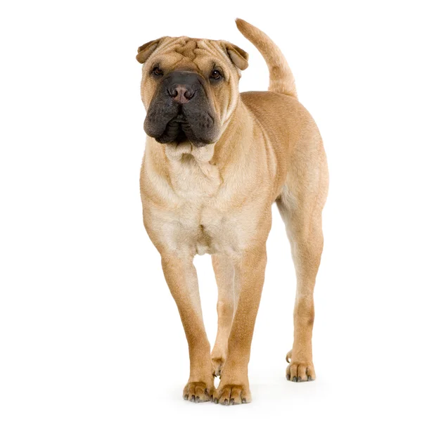 Stock image Sharpei