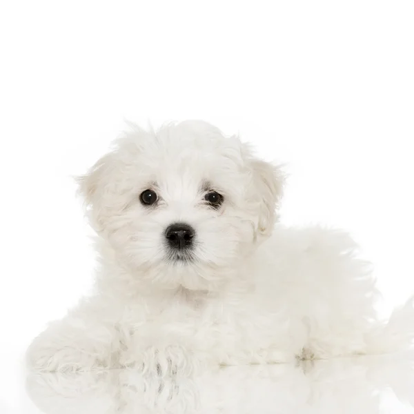 Puppy maltese dog — Stock Photo, Image