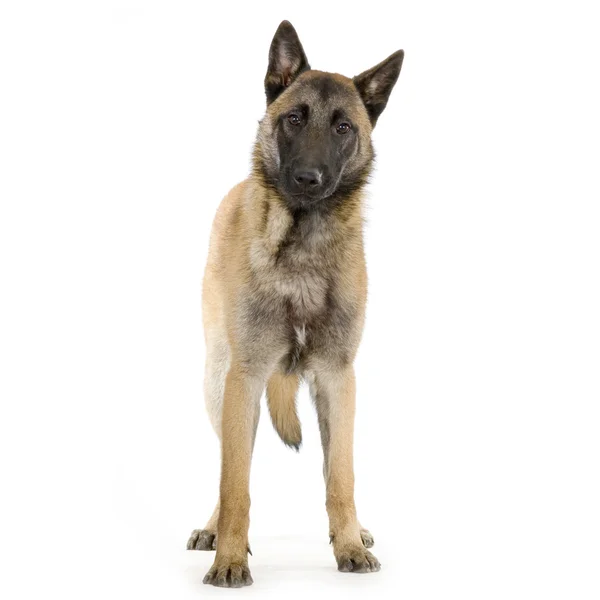 Német juhász, elzászi, rendőrség kutya — Stock Fotó