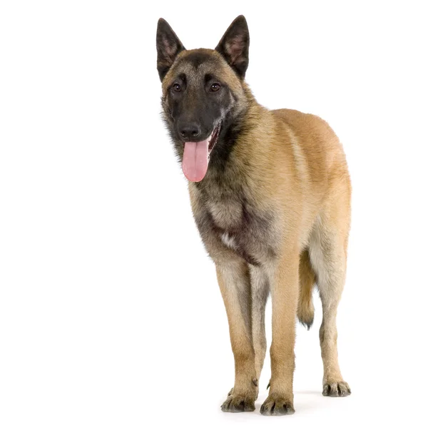 Немецкая овчарка, эльзасец, полицейский пёс — стоковое фото