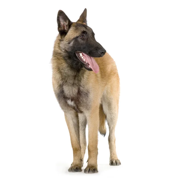 Pastor alemão, alsaciano, cão da polícia — Fotografia de Stock