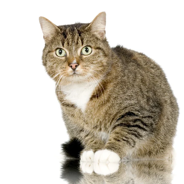 Чат Форестье - Европейский лесной кот — стоковое фото
