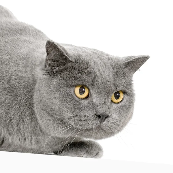 Chartreux — Stockfoto