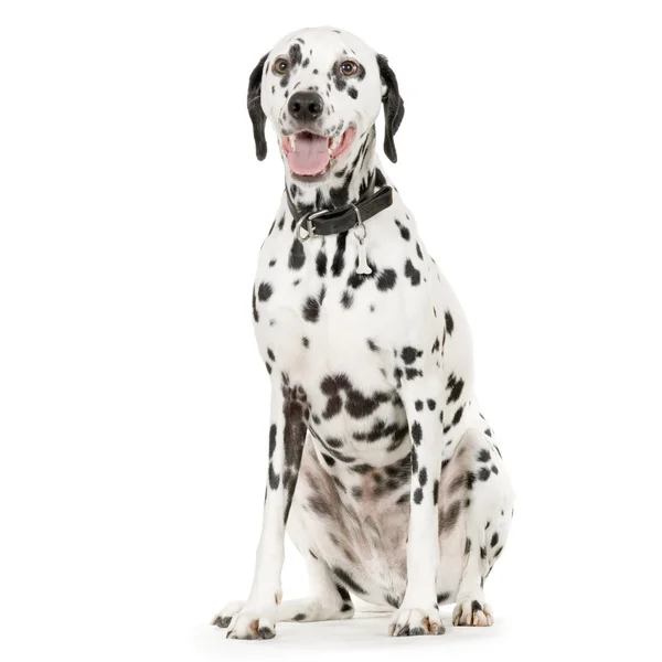 Dalmatian in front of white background — Stock Photo, Image