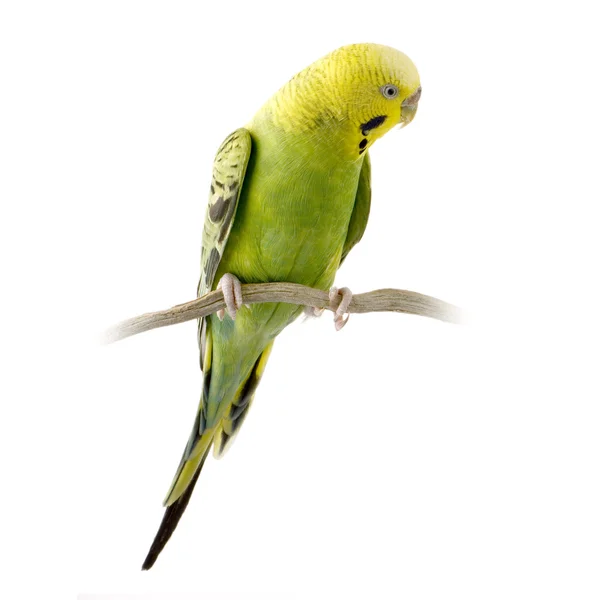 Sarı ve yeşil muhabbet kuşu — Stok fotoğraf