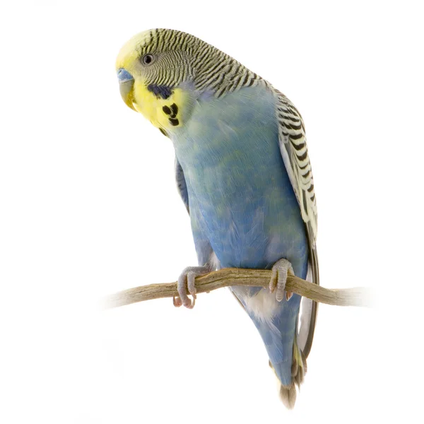 Mavi ve sarı muhabbet kuşu — Stok fotoğraf