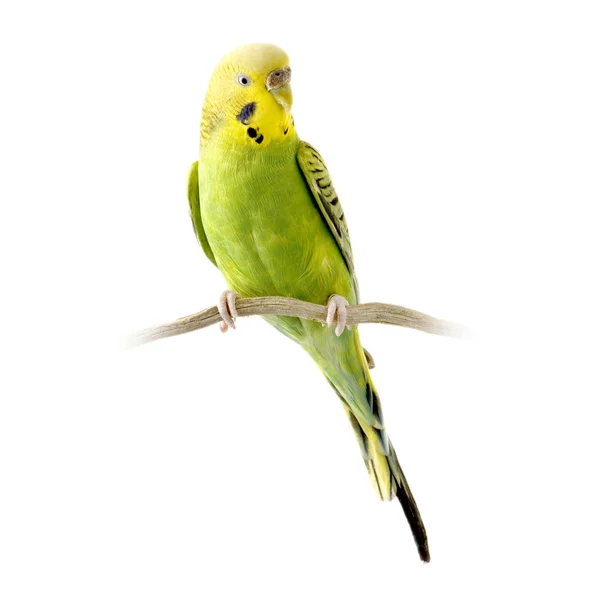 노란색과 녹색 budgie — 스톡 사진