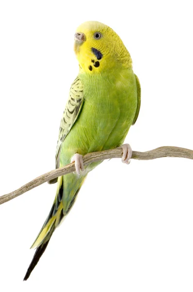 Yellow and green budgie — Stock Photo, Image