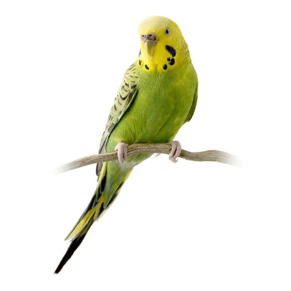 Periquito amarillo y verde — Foto de Stock