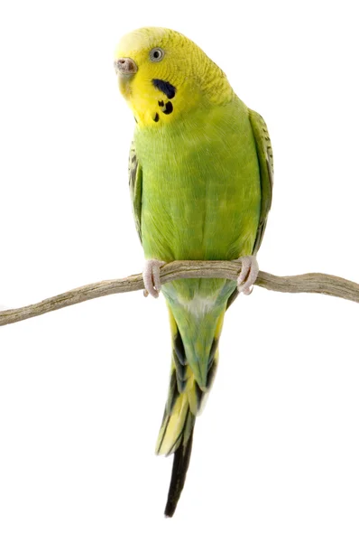 Желтый и зеленый попугай — стоковое фото