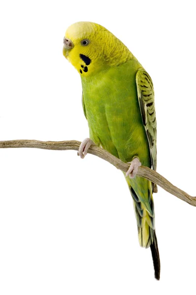 Желтый и зеленый попугай — стоковое фото