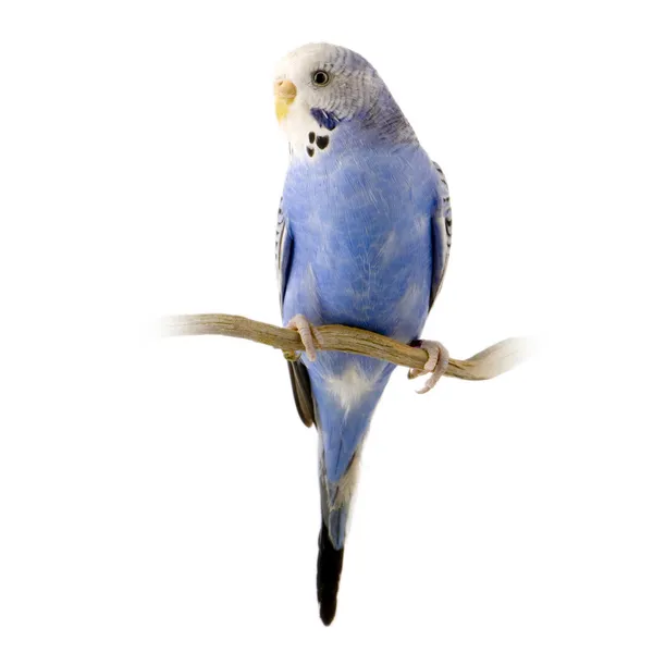 Mavi ve beyaz muhabbet kuşu — Stok fotoğraf