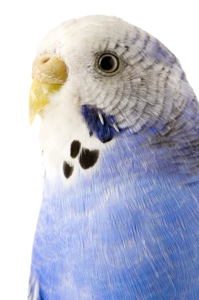 파란색과 흰색 budgie — 스톡 사진