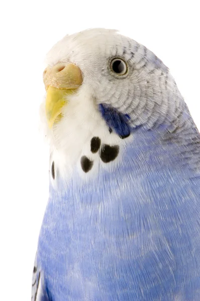 Blue and white budgie — Stock Photo, Image
