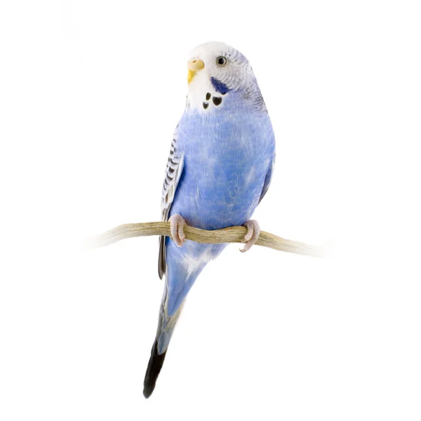 Periquito azul y blanco —  Fotos de Stock