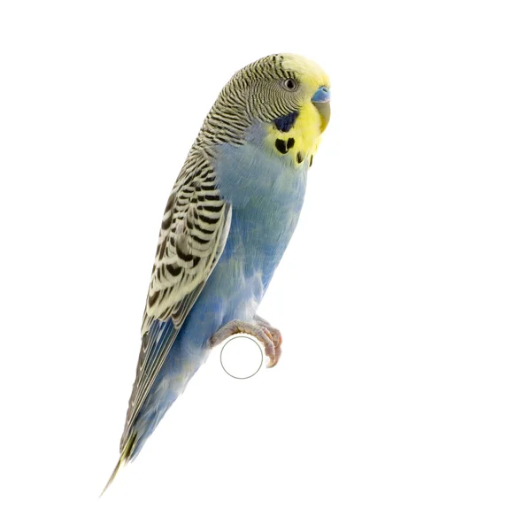 Yellow and blue budgie — Stock Photo, Image