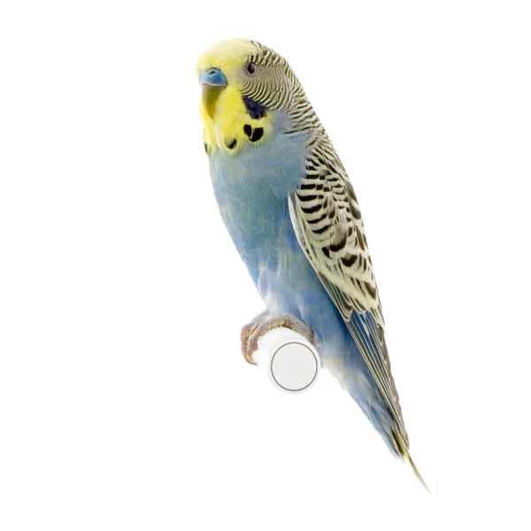 Yellow and blue budgie — Stock Photo, Image