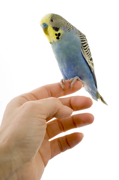Budgie on a hand — Stock Photo, Image