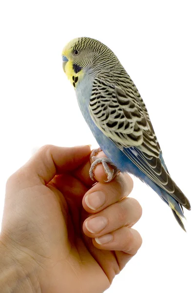 Budgie on a hand — Stock Photo, Image