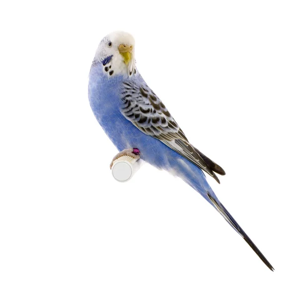 Mavi ve beyaz muhabbet kuşu — Stok fotoğraf