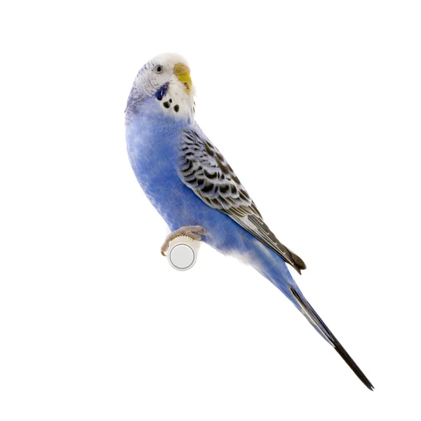 Blue and white budgie — Stock Photo, Image