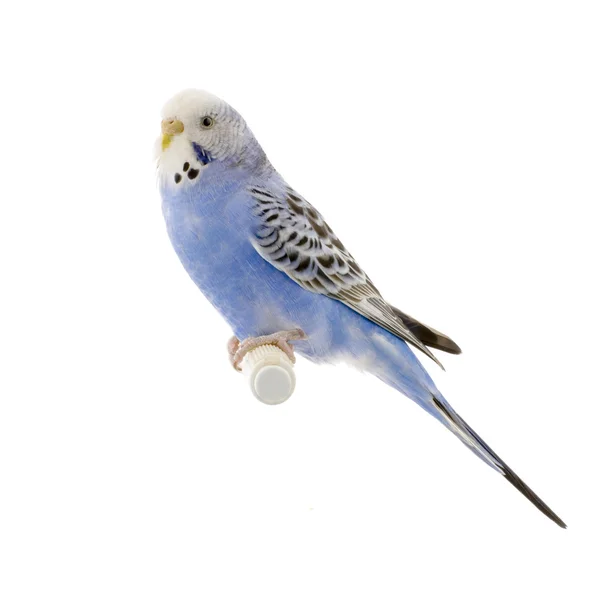 Periquito azul y blanco —  Fotos de Stock