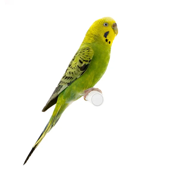 Yellow and green budgie — Stock Photo, Image