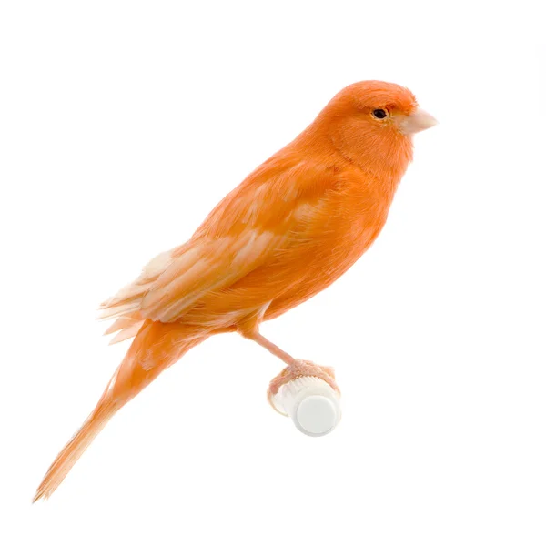 Roter Kanarienvogel auf seinem Barsch — Stockfoto