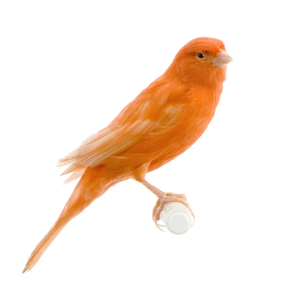 Canário vermelho em seu poleiro — Fotografia de Stock