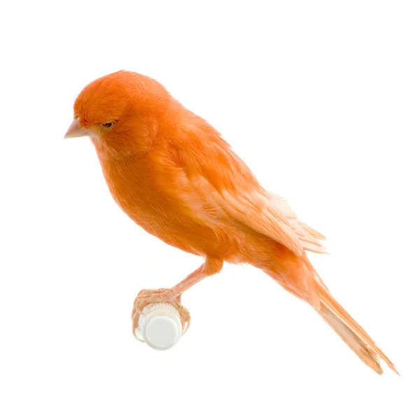 Canarino rosso sul suo trespolo — Foto Stock