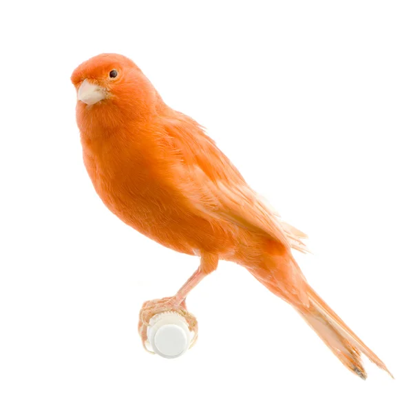 Красная канарейка на окуни — стоковое фото