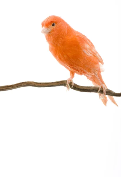 Canário vermelho em seu poleiro — Fotografia de Stock