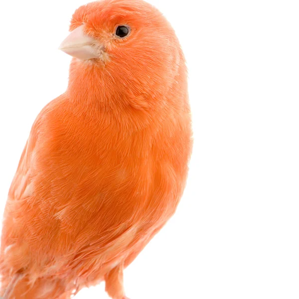 Canario rojo en su percha —  Fotos de Stock