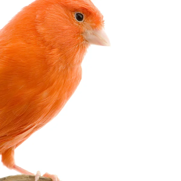 # Red canary on its perch # — Stok Foto