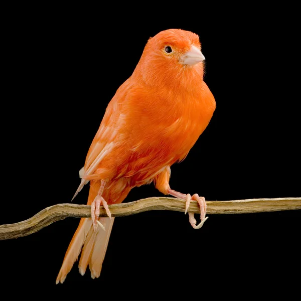 Красная канарейка на окуни — стоковое фото
