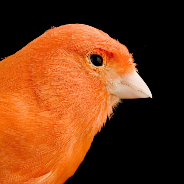 Canari rouge sur sa perche — Photo