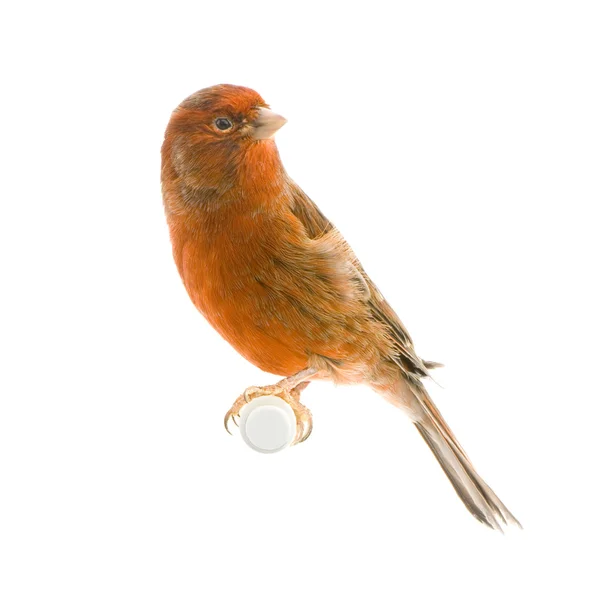 Red canary on its perch — Stock Photo, Image