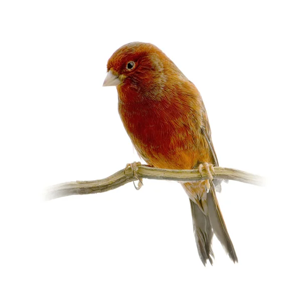stock image Red canary on its perch