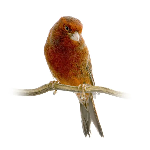 Red canary on its perch — Stock Photo, Image